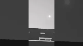 صوت طائر الشحرور 