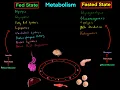 Fed State vs Fasted State Metabolism MCAT EVERYTHING YOU NEED TO KNOW BIOCHEMISTRY MCAT