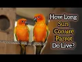 What Is the Lifespan of a Sun Conure Sun Conure Age Care Explained