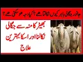 Digestive problems in Sheep Sheep stomach problems sheep digestive system