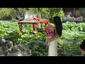 Daily Life in Suzhou Lotus Market in Summer