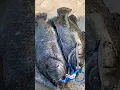 Download Lagu Mancing Kakap Batu /Black bass di keramba canggu featuring angler DEDO , super joss 9 September 2021