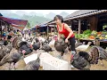 Lagu Harvesting Big Turkeys On The Farm,  Use 3-Wheeled Truck Transport Big Turkeys Go To Market Sell