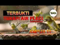 Download Lagu Terbukti Terapi air pleci AMPUH !!! (pleci auriventer, auri, mata puteh, Tiếng Chim Khuyên Líu Chòe)