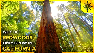 Why Do Redwoods ONLY Grow In California?