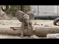 Download Lagu Omaha's Henry Doorly Zoo and Aquarium - Sonny and Eugenia \