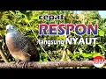 Download Lagu suara burung Perkutut Lokal Gacor di alam liar manjur buat masteran
