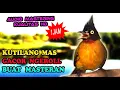 Download Lagu SUARA KUTILANG EMAS GACOR - MASTERAN KUTILANG EMAS TERBAIK
