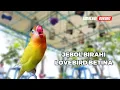Download Lagu MASTERAN JEBOL BIRAHI + EMOSI LOVEBIRD BETINA | @SimulasiBurung