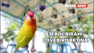 Download MASTERAN JEBOL BIRAHI + EMOSI LOVEBIRD BETINA | @SimulasiBurung MP3