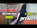 Download Lagu SUARA BURUNG KACER GACOR NGEPLONG MERDU Cocok untuk Pancingan@Pecintaburung-i5e 