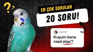 En Çok Sorulan 20 Muhabbet Kuşu Sorusu ve Cevabı ✅
