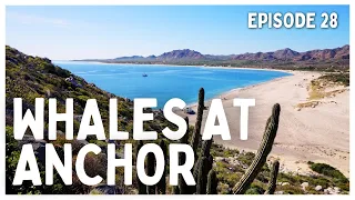 [Ep 28] Cruising Baja’s Wild Side | Whales, Reefs & Life at Anchor in Los Frailes