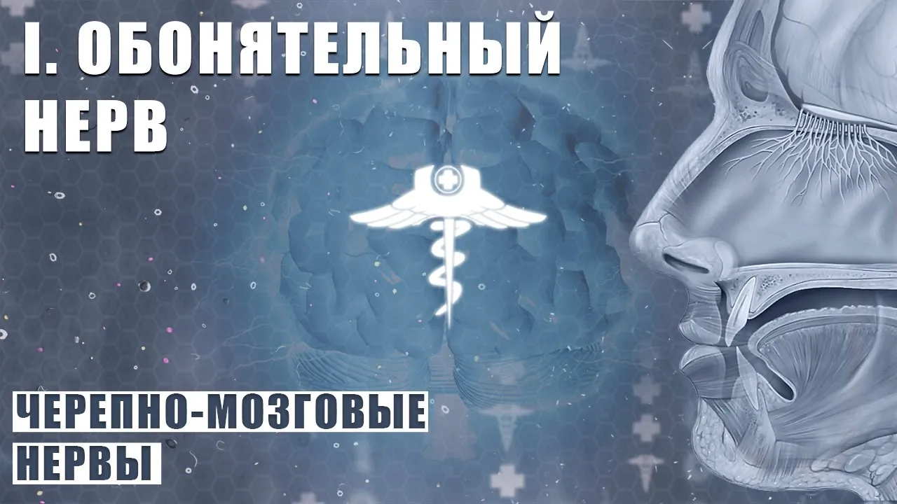 ОБОНЯТЕЛЬНЫЙ НЕРВ (N. OLFACTORIUS) │ Черепно-мозговые нервы │ I пара