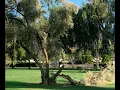 Hurricane Hilary Golf Course Damage