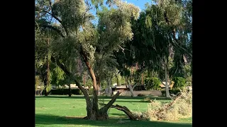 Hurricane Hilary Golf Course Damage