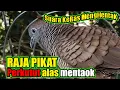 Download Lagu SUARA KERAS PERKUTUT LOKAL PIKAT LAWAN PASTI EMOSI