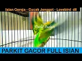Download Lagu PARKIT GACOR FULL ISIAN ! Gereja C.Jenggot Lovebird Cungkok Kenari masteran murai / Budgie Parakeet