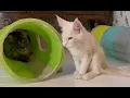 Download Lagu Maine Coon Madness – Brock, Clara \u0026 Doris Go Wild!