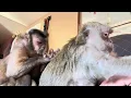 Pet Human With Her Owners Abby Louise and Gunner Boeh ASMR