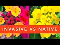 How to identify NATIVE Lantana vs INVASIVE Lantana camara