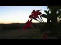 Olivia Belli - Island II