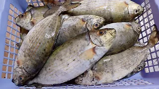 عملنا سمك السيجان مع الارز الصياديه النتيجة صدمتني  تعالوا شوفوا دندنها