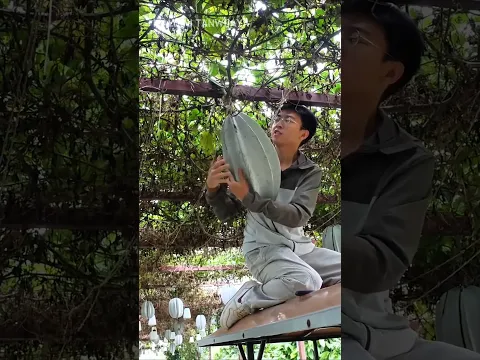 Belimbing raksasa dari afrika