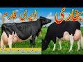 Download Lagu Bukhari Dariy Farm | American Top Cows for Sale | Tap Baried Cow For Sale I'n pakistan Fatapur 