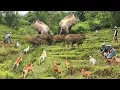 Download Lagu AMAZING HUNTING !!! PENGHUNI PUNCAK BUKIT BATU BERHAMBURUAN KELUAR SARANG ||BURUAN GANTIANG TARUANG