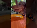 It s his favorite tradition