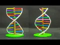 Lagu School Science Projects | DNA Model