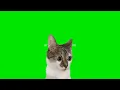 Suprised Cat Big Eyes Memes Green Screen 4K