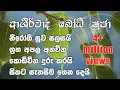 Download Lagu Ashirwada Bodhi Puja  - ආශිර්වාද බෝධි පුජා