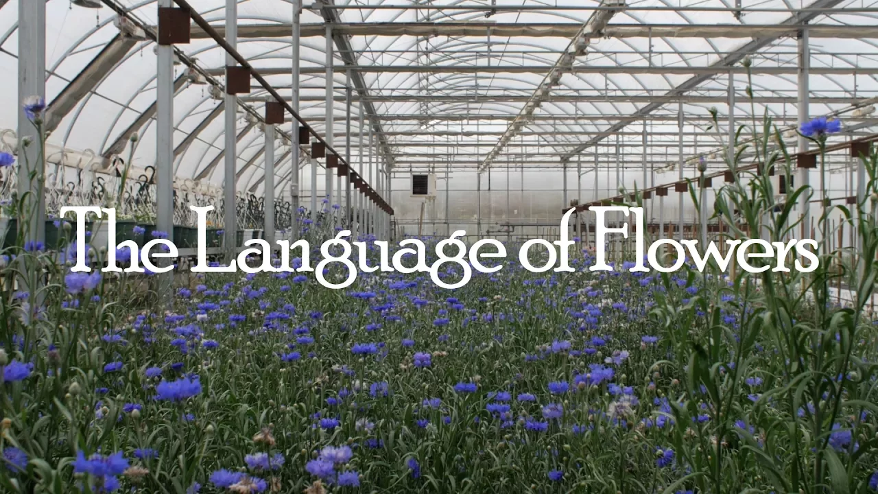 The Language of Flowers