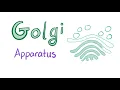 The Golgi Apparatus the sorter - Cell Biology and Histology