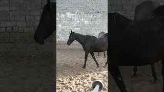 الفرسه سكره واخوها ورد 