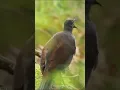 Download Lagu Kicau Burung LyreBird, Si Peniru Suara yang Ulung