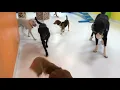 Overnight Dog Boarding Playtime All the Time