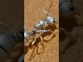 Lagu Nature's Speed Demons : Saharan Silver Ants  #saharansilverants #FastestAnts #NatureSpeedsters