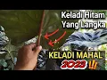 MAHAL dan LANGKA‼️KELADI HITAM VS SENTE HITAM‼️INI BEDA‼️