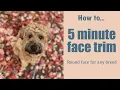 How To Trim a Face in 5 minutes Mabel The Whoodle