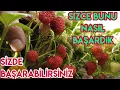 Download Lagu Çilek Bu Yöntemle Topla Topla Bitmez, Organik Çilek
