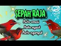 Download Lagu PANCINGAN DAN MASTERAN SEPAH RAJA GACOR #sepahraja #kolibrisepahraja