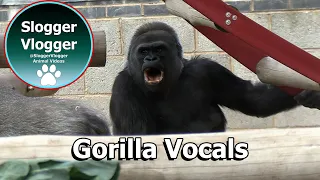 Tense Moment as Silverback Oumbi Sends Ozala Back Outdoors
