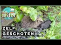 Download Lagu Enigszins luguber: egel eet merel op | Zelf Geschoten | Vroege Vogels