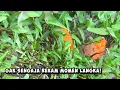 Download Lagu Kejadian langka terekam pemancing! Ikan mas melakukan sesuatu yang tak terduga
