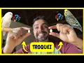 Download Lagu Troquei os Ovos de Periquitos Australiano - Vamos Salvar a Genética Antiga | Gutejando