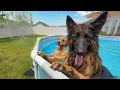 Surprising My Dogs With the Ultimate Pool Party