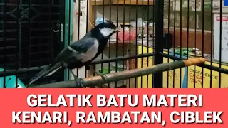 gelatik batu isian kenari dan rambatan